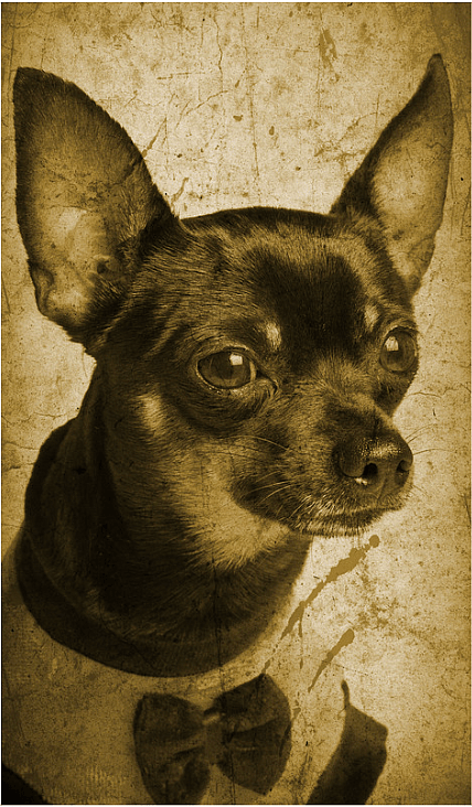 Vintage Dog Names